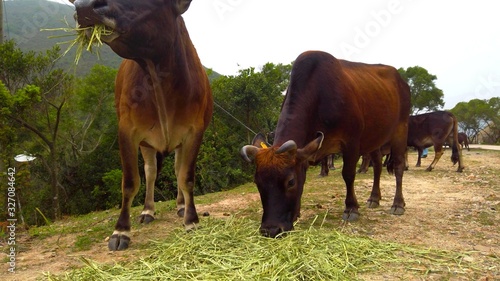 Fotografia Un groupe de vache mange de la paille