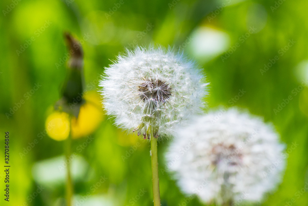 white puffy dandelions in the tall green grass. beautiful nature background white puffy dandelions in the tall green grass. beautiful nature background