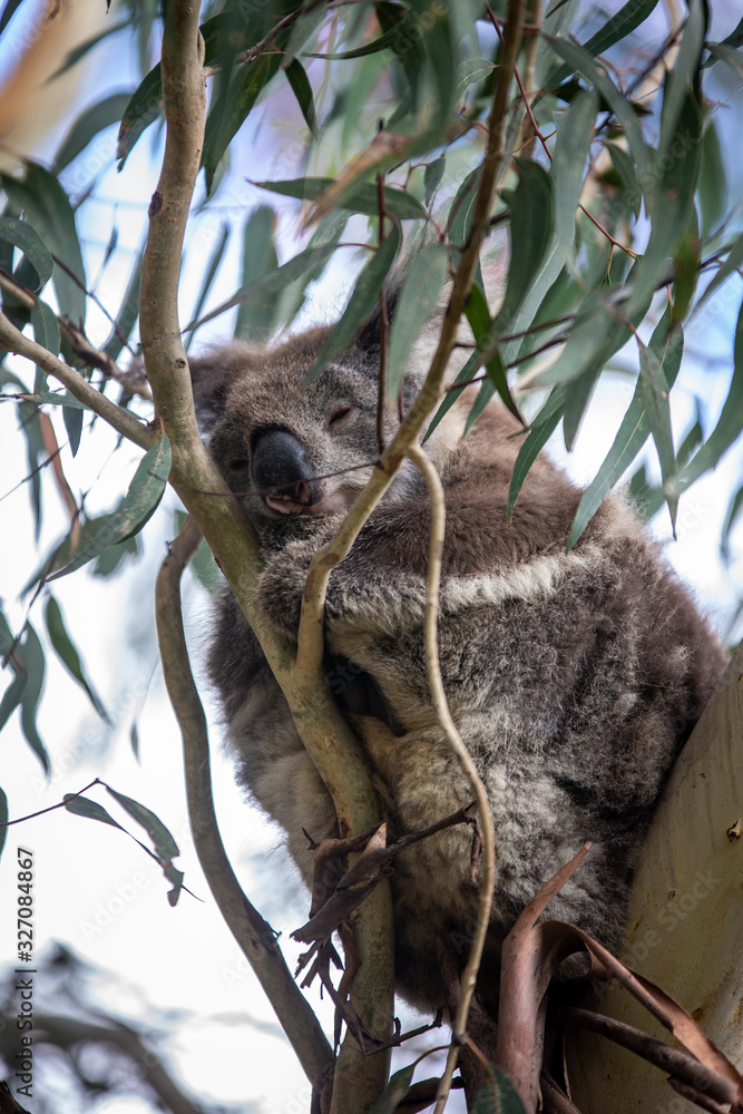 Fototapeta premium Koala at Kennett River