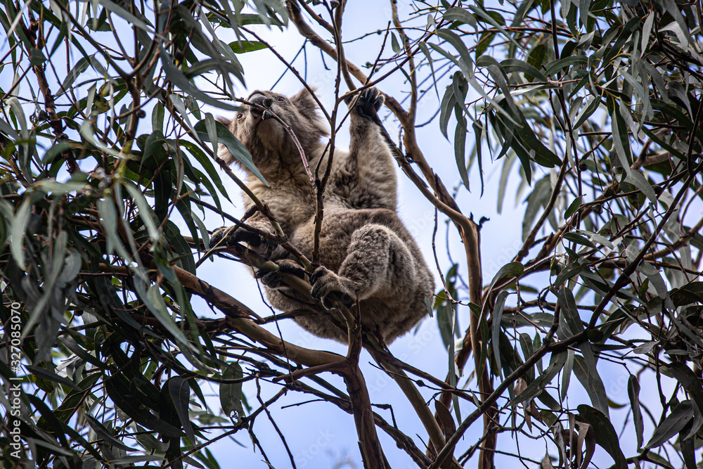 Fototapeta premium Koala at Kennett River
