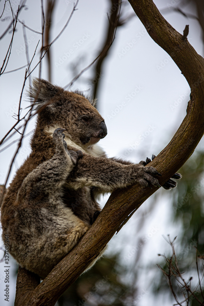 Fototapeta premium Koala at Kennett River