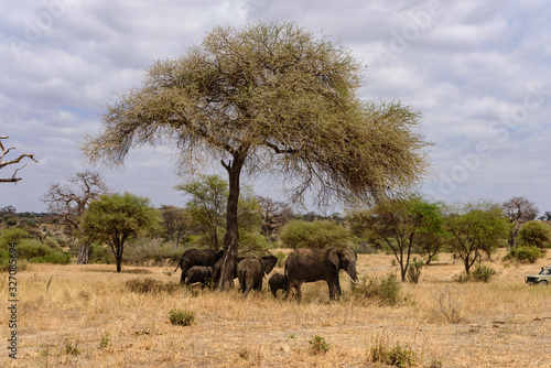 A group of African elephants (Loxodonta africana) under a tree in the african savanna