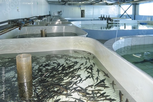 Amur sturgeon (Acipenser schrenckii) fingerlings in the hatchery incubator. Khabarovsk Krai, far East, Russia.