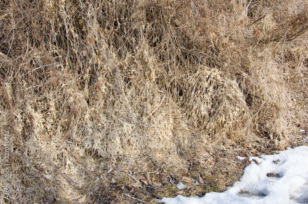 Background picture. Thickets of dry ivy at the end of winter. The snow has not melted yet. Background picture. Thickets of dry ivy at the end of winter. The snow has not melted yet.