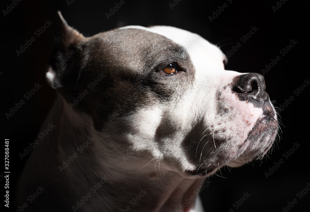 An American Staffordshire Terrier looks up into a morning sunbeam with a royal presidential look on his face