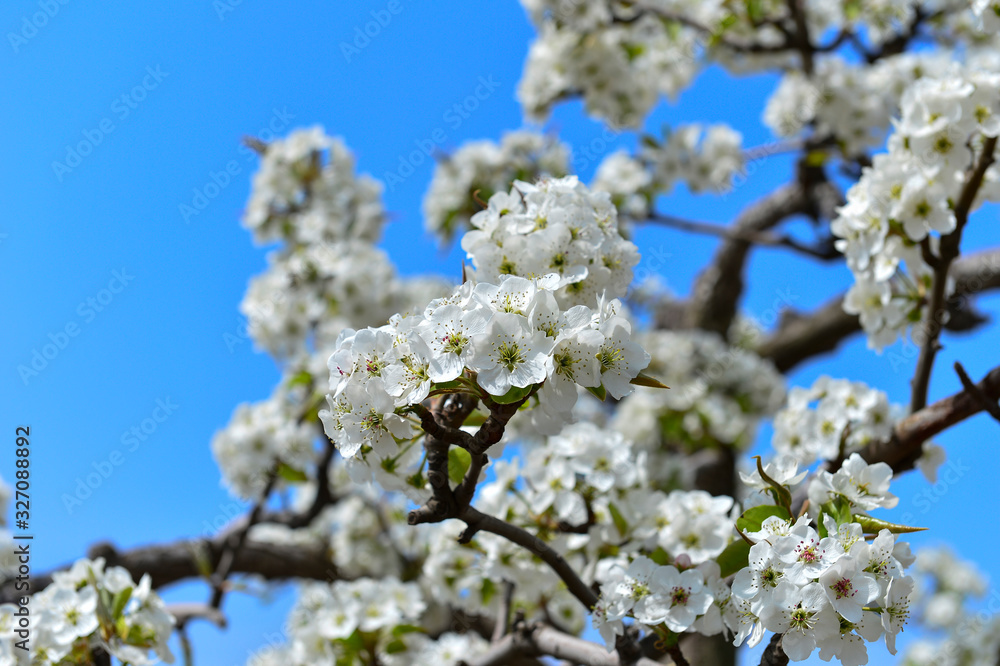 Pear flower in full bloom in spring Pear flower in full bloom in spring