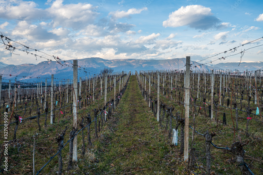 Vineyards, apple and grape orchards in Eppan an der Weinstrasse in northern Italy, south Tyrol. Vineyards, apple and grape orchards in Eppan an der Weinstrasse in northern Italy, south Tyrol.