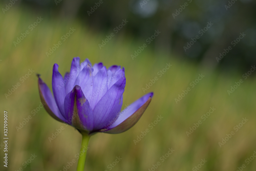 Fototapeta premium Purple lotus flower with blur background