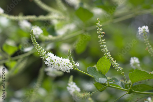 Beautiful white Aloysia Virgata flower