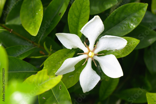 White Gardenia jasminoides flower closed up