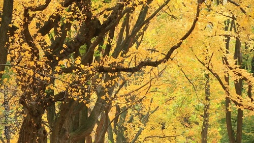 Rows of Autumn color trees and leaves glow in orange at The Mall in Central Park New York U.S.A.
