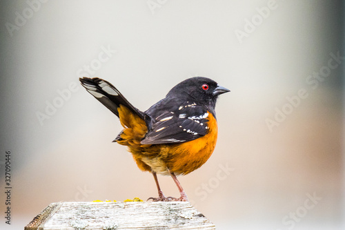 A Brightly Colored Spotted Towhee Looking Annoyed photo