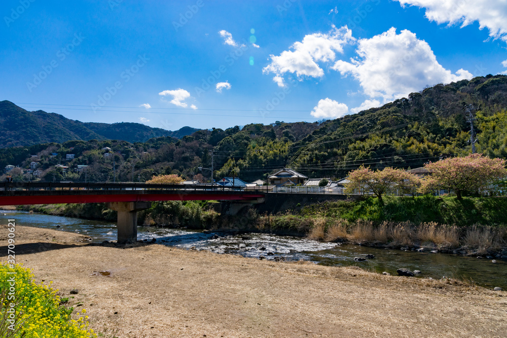 河津桜まつり 河津桜まつり
