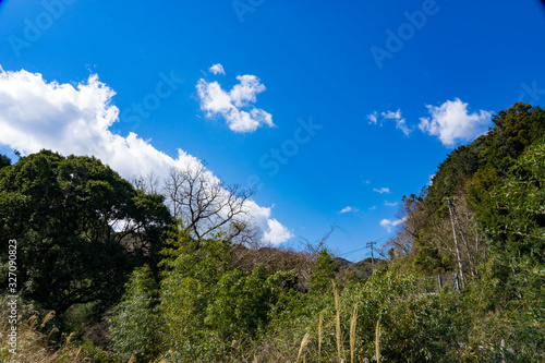Wallpaper Mural 河津桜まつり Torontodigital.ca