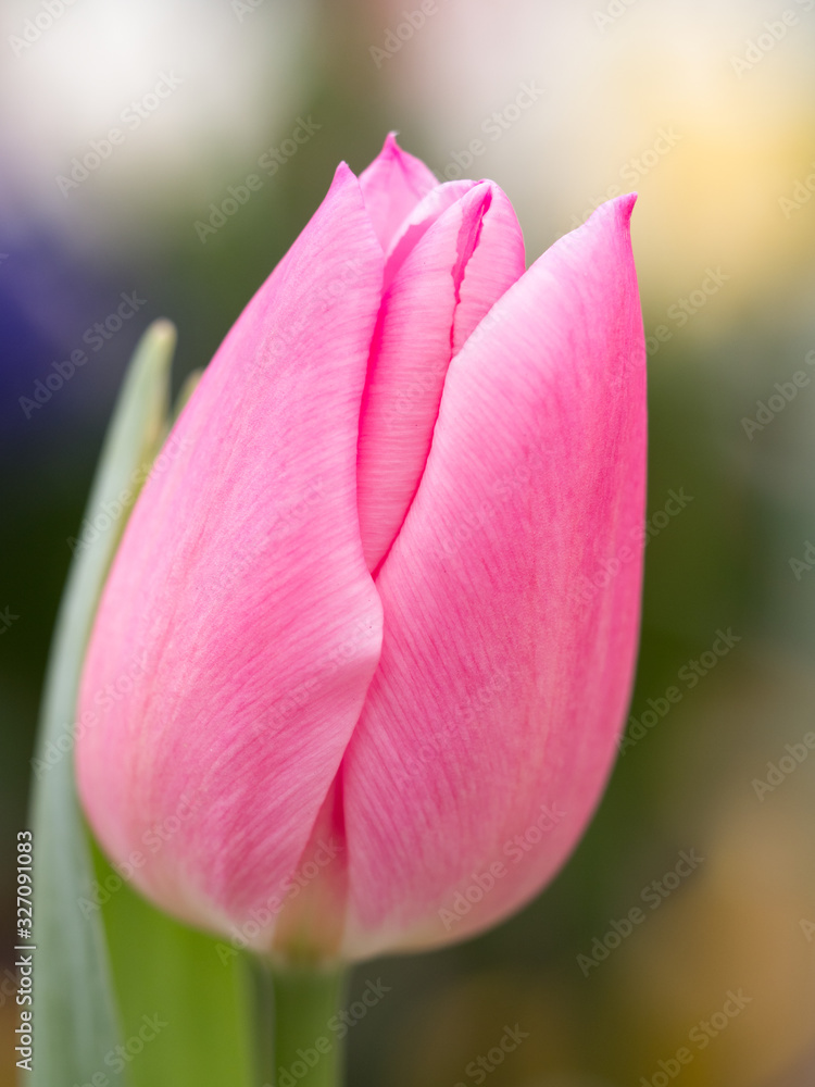 Fototapeta premium チューリップの花