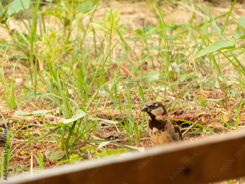 enjoying the sunny day to photograph sparrows enjoying the sunny day to photograph sparrows