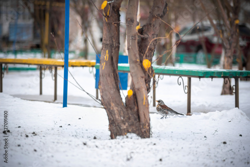 wild forest bird thrush walks in the city on the Playground in winter photo