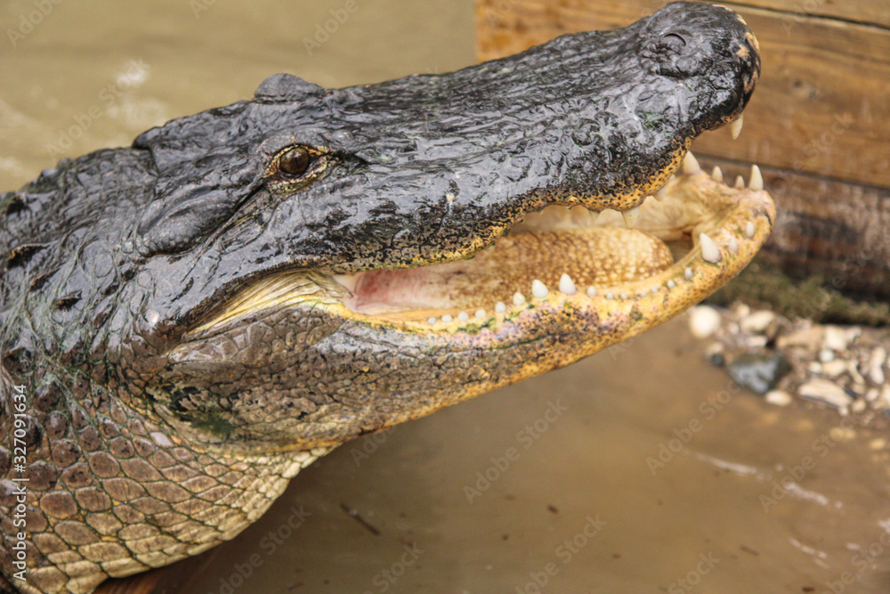 Fototapeta premium Alligator in the water