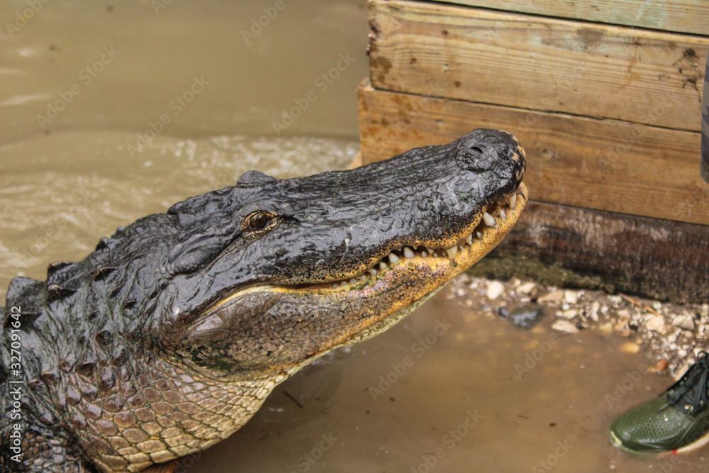 Fototapeta premium Alligator in the water 
