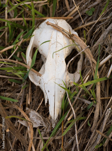 Skull of a Tammar wallaby amongst blades of grass.