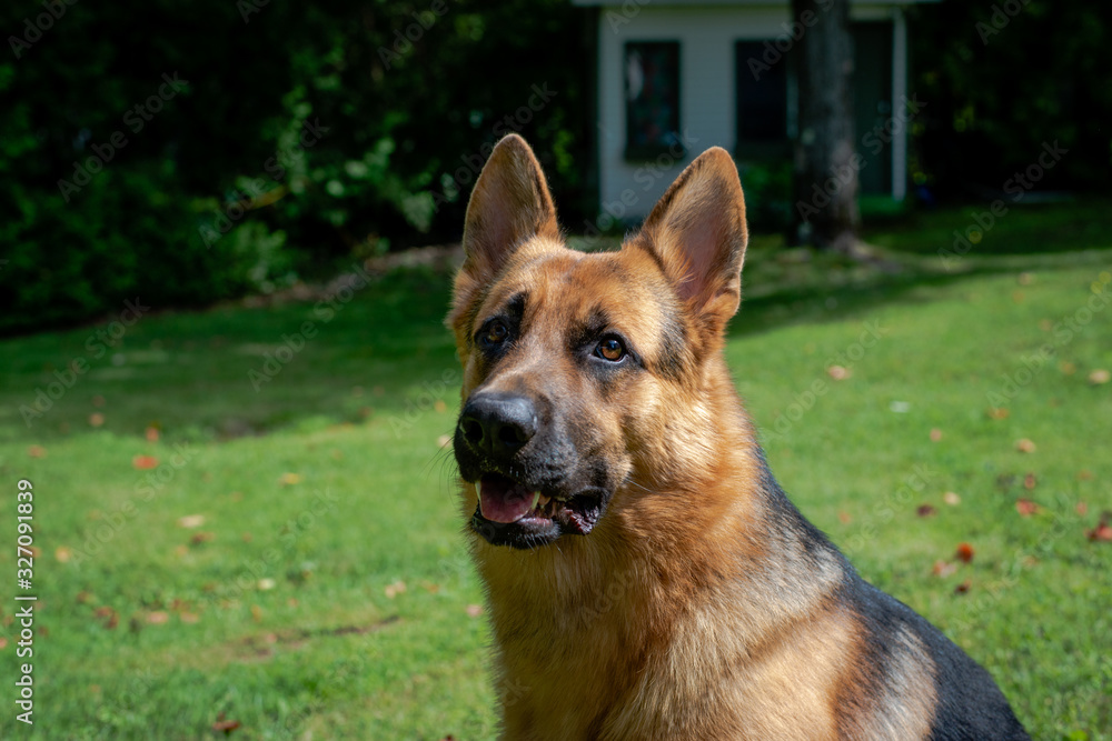 Naklejka premium German shepherd dog, training activities