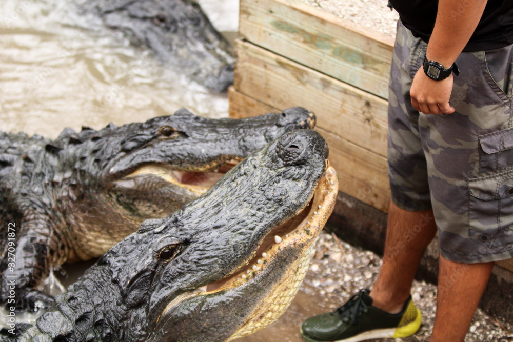 Obraz premium Alligator Training Session