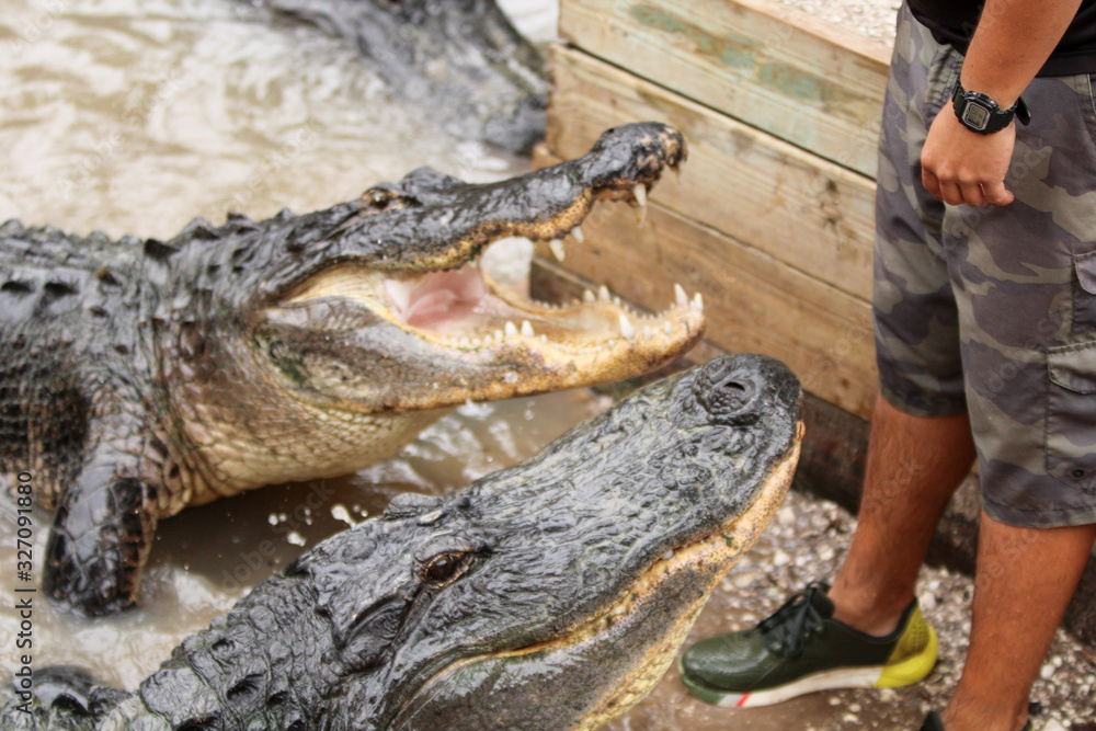 Obraz premium Alligator Training Session