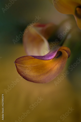 Calla Lily 
