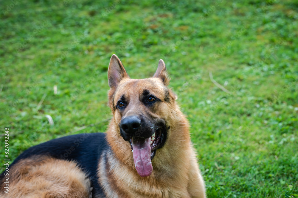 German shepherd dog, training activities German shepherd dog, training activities