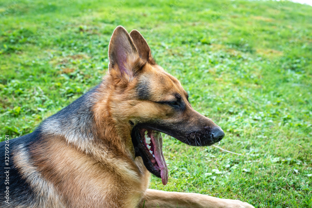 German shepherd dog, training activities German shepherd dog, training activities