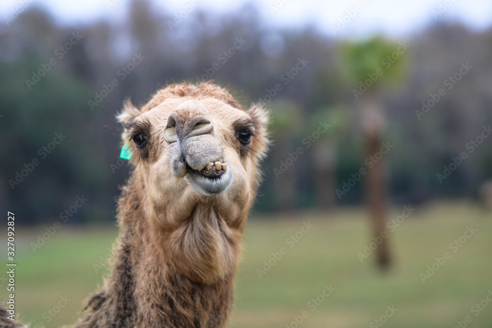 Obraz premium Portrait of a Camel chewing