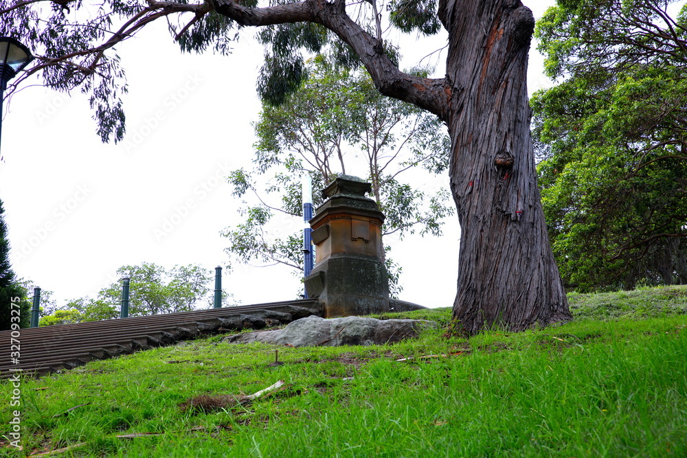 Fototapeta premium Black and White Magpie in a Sydney gardens drinking water from a water bowl
