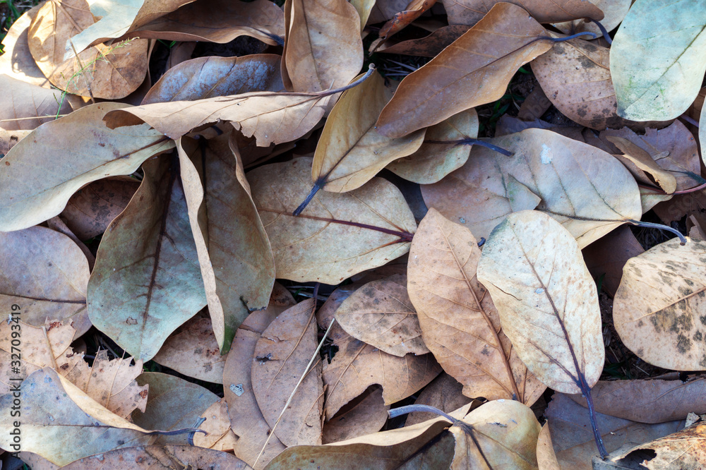 dry leaves from tree are isolated on ground as a texture background, background and texture dry leaves from tree are isolated on ground as a texture background, background and texture