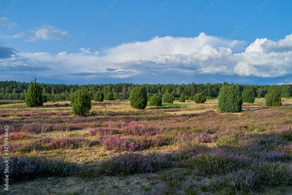  the landscape of Ellerndorfer Wacholderheide in the district of Uelzen (Germany) under vivid blue sky with white clouds during its heyday