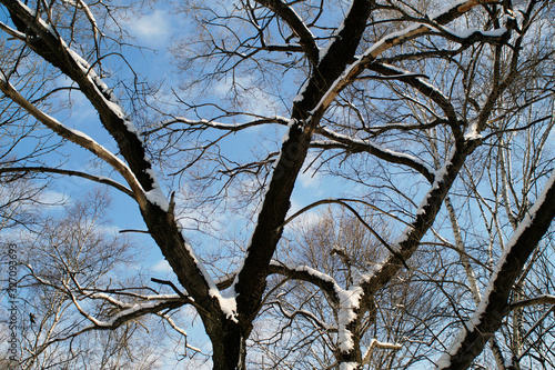 snow, snow removal, trees in the snow, winter in the city, streets in the snow, public utilities, lights in the snow, winter day