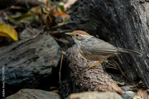 Puff-throated Babbler perching on a tree bark looking into a distance