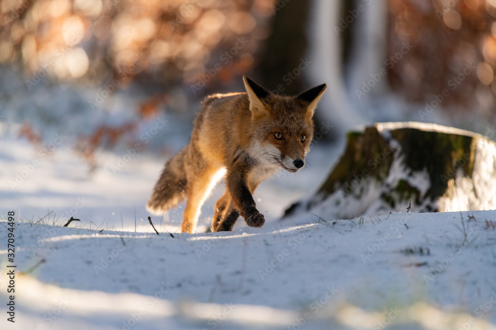 Obraz premium Young red fox (Vulpes Vulpes) running in forest on snow near camera.
