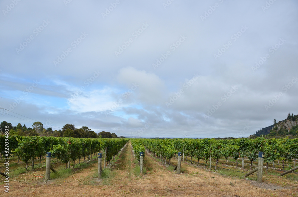 Vineyard in Malborough, New Zealand