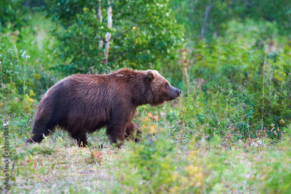 Brown bear in natural habitat, walking in summer forest
