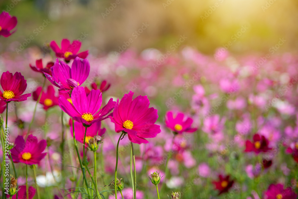 Pink vivid color blossom of Cosmos flower in a field. Pink vivid color blossom of Cosmos flower in a field.