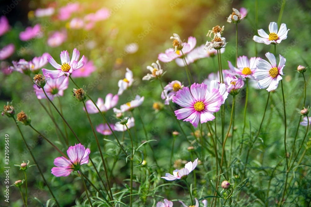 Pink vivid color blossom of Cosmos flower in a field. Pink vivid color blossom of Cosmos flower in a field.