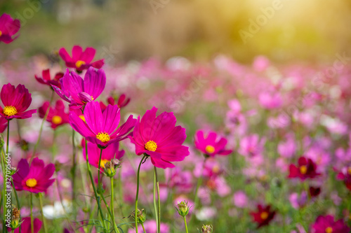 Pink vivid color blossom of Cosmos flower in a field.