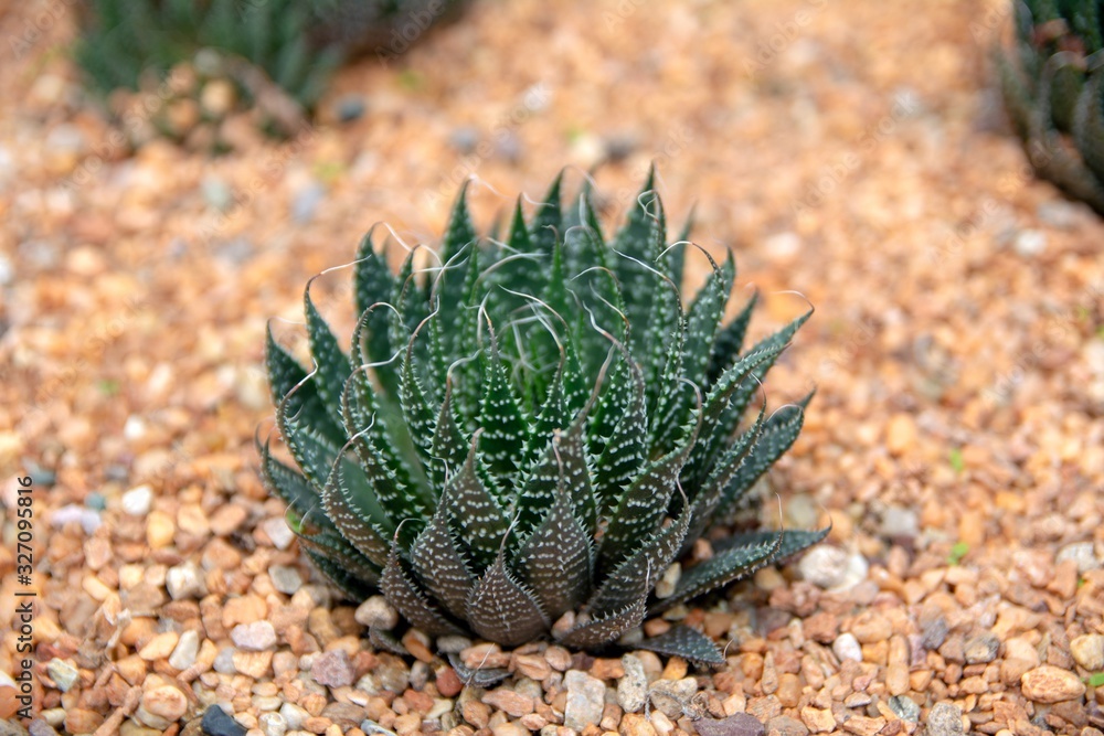 A beautiful closeup shot of hedgehog cacti or echinopsis cactuses or cacti A beautiful closeup shot of hedgehog cacti or echinopsis cactuses or cacti