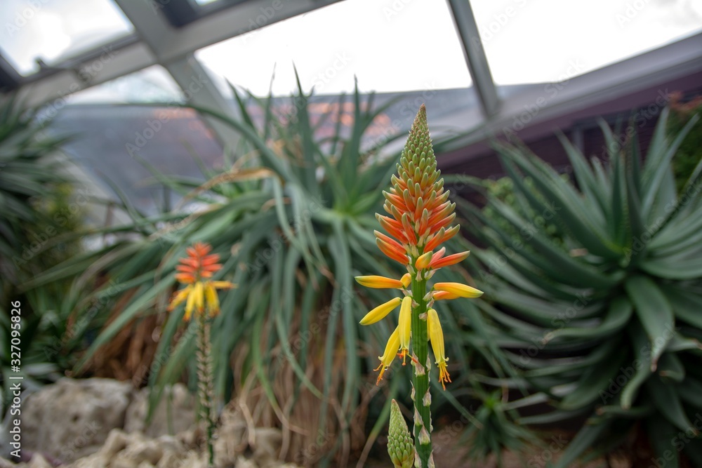 Obraz premium Closeup view of Candelabra Aloe Arborescens
