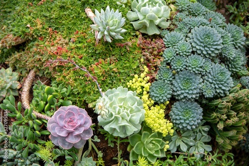 Succulant Plant Blooming and Growing near Spruce Tree and Green Grass. photo