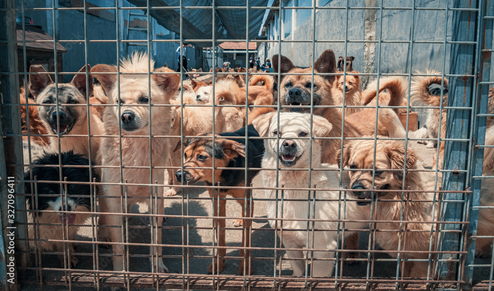 Unwanted and homeless dogs of different breeds in animal shelter. Looking  and waiting for people to come adopt. Shelter for animals concept Stock  Photo | Adobe Stock