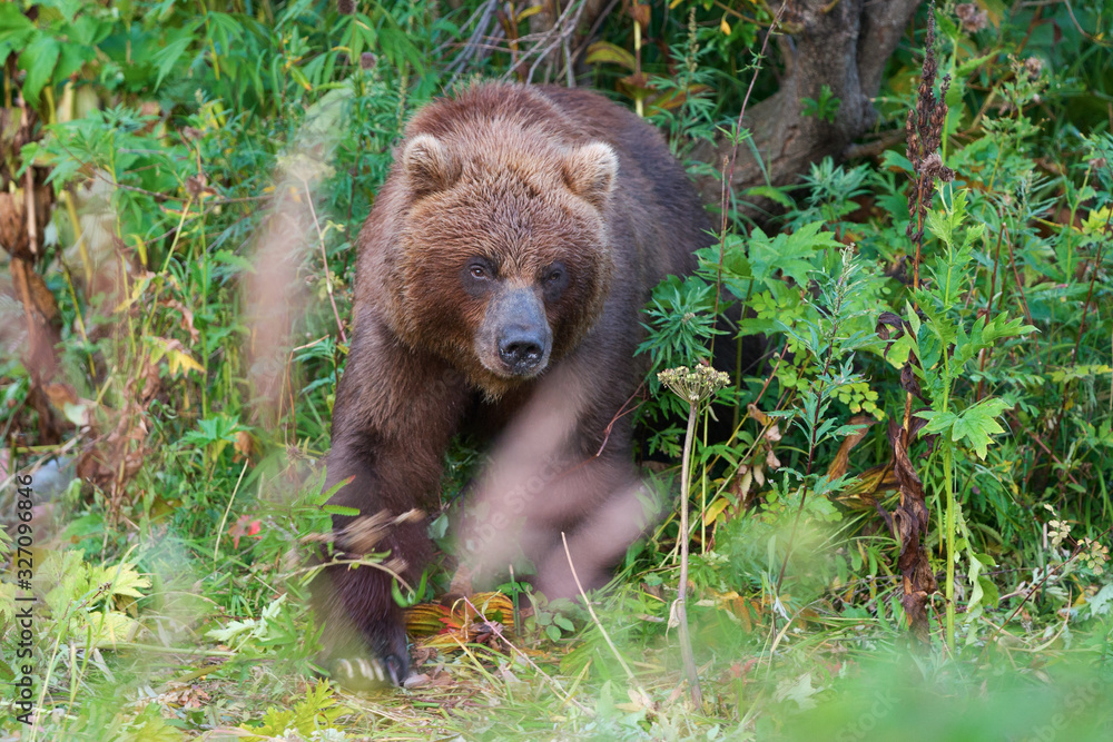 Wild Kamchatka brown bear in natural habitat, looking out of summer forest. Kamchatka Peninsula - travel destinations for observation wild predators in wildlife, outdoors activities, active vacation. Wild Kamchatka brown bear in natural habitat, looking out of summer forest. Kamchatka Peninsula - travel destinations for observation wild predators in wildlife, outdoors activities, active vacation.