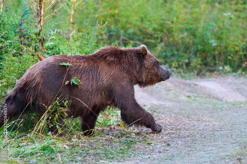 Kamchatka brown bear in natural habitat, come out forest, walking country road. Kamchatka Peninsula - travel destinations for observation wild beast in wildlife, outdoors activities, active vacation.