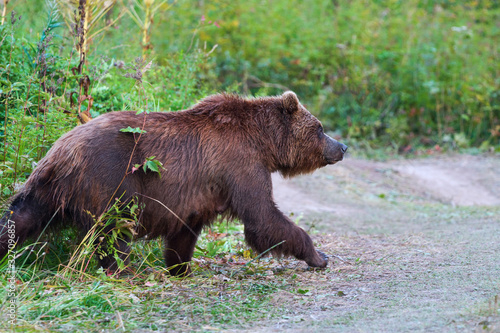 Kamchatka brown bear in natural habitat, come out forest, walking country road. Kamchatka Peninsula - travel destinations for observation wild beast in wildlife, outdoors activities, active vacation.