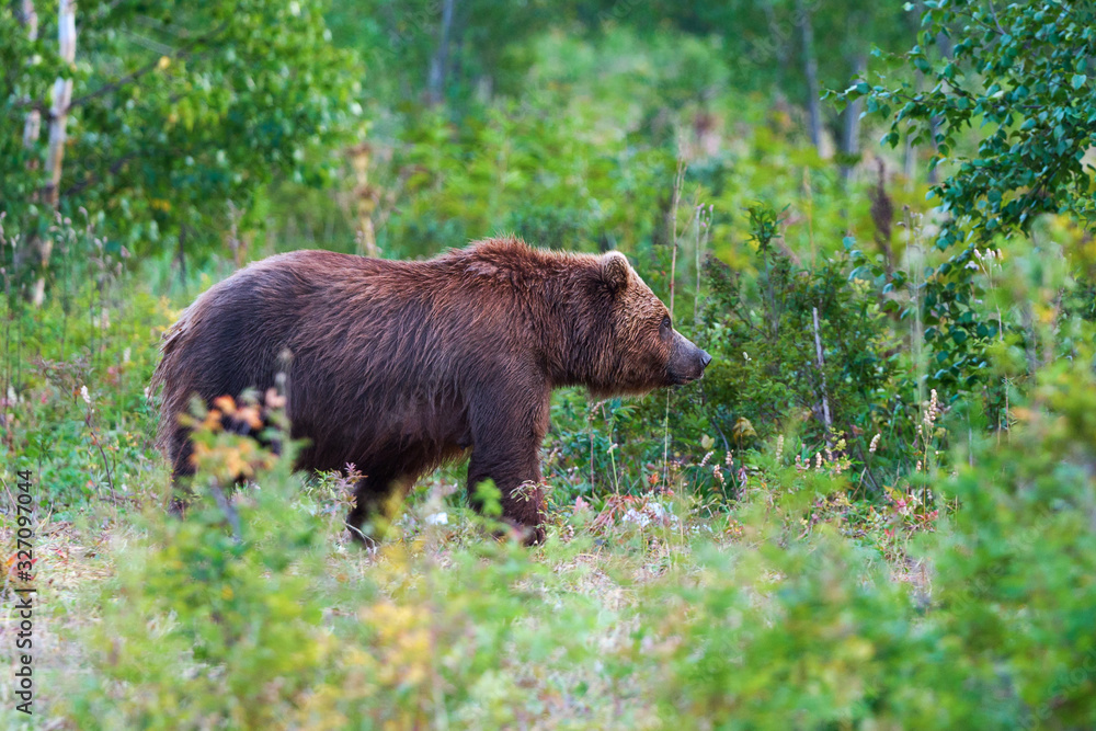 Predator brown bear in natural habitat, walking in summer woodland. Kamchatka Peninsula - travel destinations for watching wild beast in wildlife, summer outdoors activities and active vacation. Predator brown bear in natural habitat, walking in summer woodland. Kamchatka Peninsula - travel destinations for watching wild beast in wildlife, summer outdoors activities and active vacation.